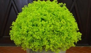 Vasaros gėlių paroda VU Botanikos sode